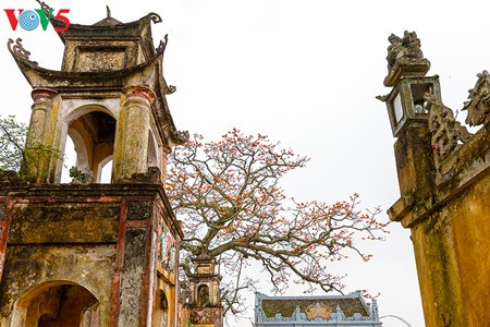 Red silk cotton trees in full bloom in Northwest Vietnam - ảnh 10